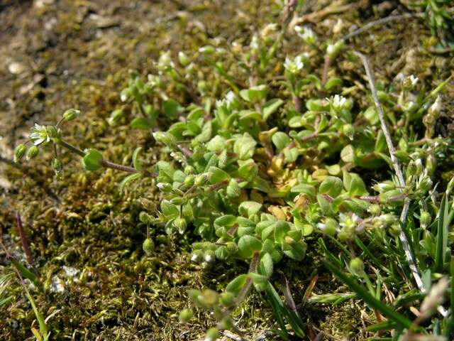 Image of fivestamen chickweed