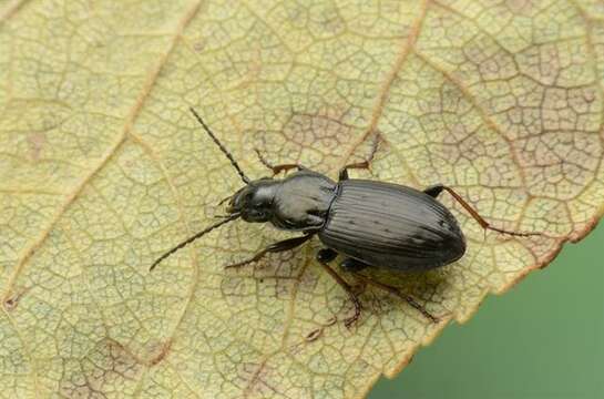 Image de Pterostichus (Bothriopterus) oblongopunctatus (Fabricius 1787)