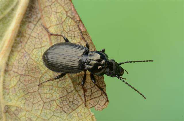 Image de Pterostichus (Bothriopterus) oblongopunctatus (Fabricius 1787)