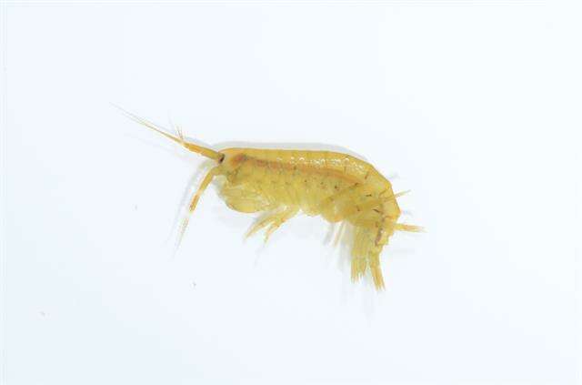 Image of Gammaroidea Latreille 1802