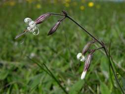 Silene nutans L. resmi