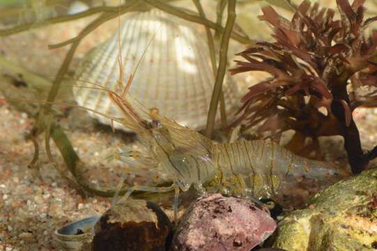 Image of coral shrimp