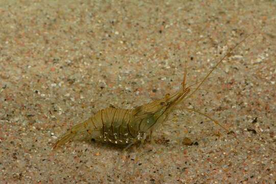 Image of coral shrimp