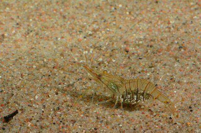 Image of coral shrimp