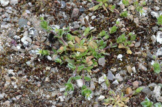 Image of fivestamen chickweed