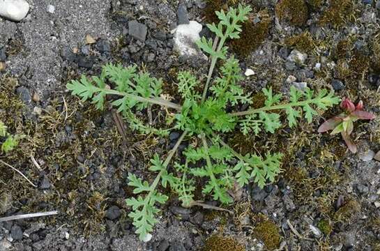 Image of stork's bill