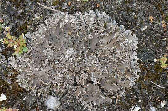 Image of felt lichen