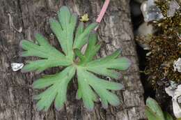 Plancia ëd Geranium columbinum L.