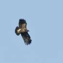 Image of greater spotted eagle