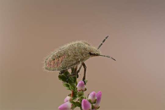 Image of <i>Dolycoris baccarum</i>