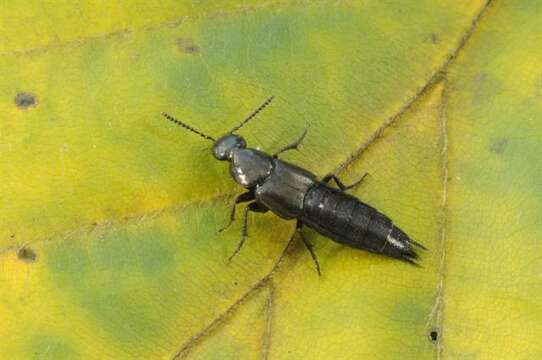 Image of rove beetles