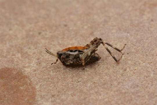 Image of pygmy grasshoppers