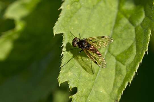 Image of Chrysopilus