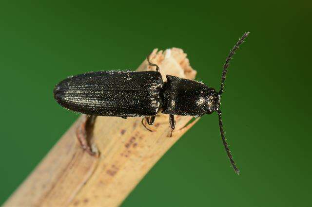 Слика од <i>Cidnopus minutus</i>