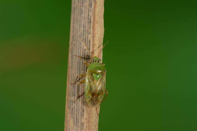 Image of Lygus Bugs