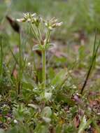 Image of mouse-ear chickweed