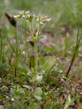 Image of mouse-ear chickweed