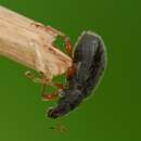 Image of Brown Leaf Weevil