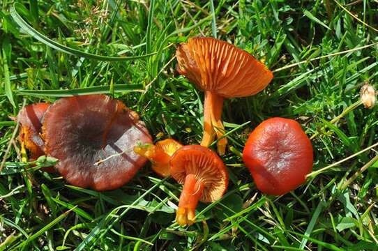 Image of Hygrocybe phaeococcinea (Arnolds) Bon 1985