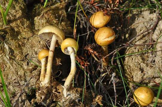 صورة Protostropharia