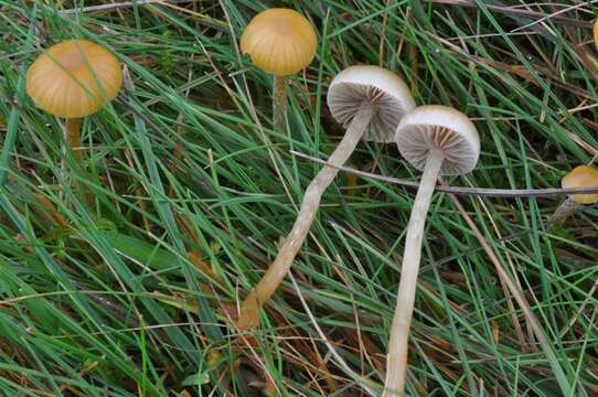 صورة Hypholoma elongatum (Pers.) Ricken 1915