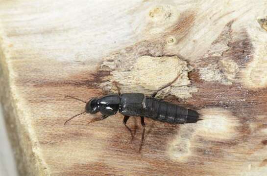 Image of rove beetles