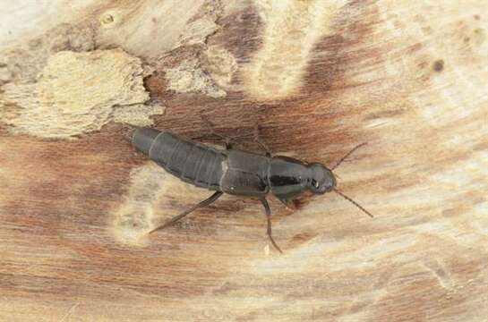 Image of rove beetles