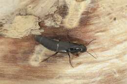Image of rove beetles