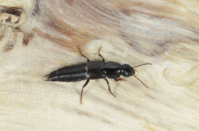 Image of rove beetles