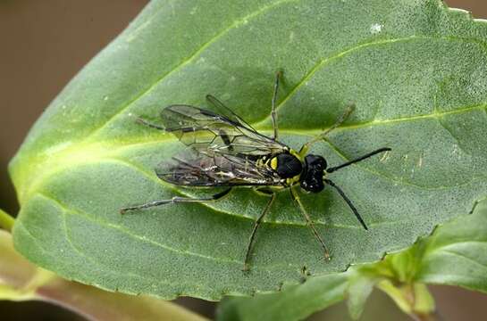 Image of <i>Tenthredo mesomela</i>