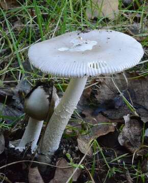 Image of Amanita vaginata (Bull.) Lam. 1783