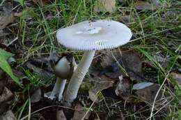 Image of Amanita vaginata (Bull.) Lam. 1783