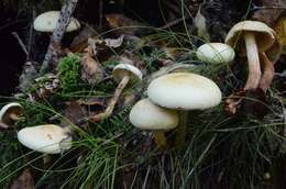 Image of Hypholoma