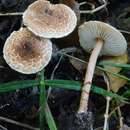 Image of Lepiota castanea Quél. 1881