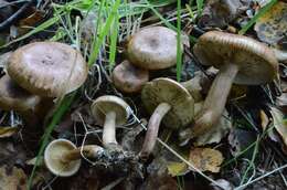 Image of Paxillus