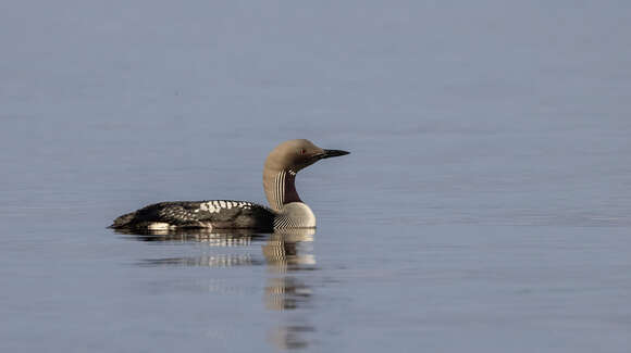 Image of Arctic Loon