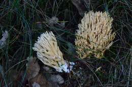 Image de Ramaria eumorpha (P. Karst.) Corner 1950