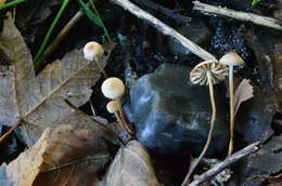 Sivun Gymnopus quercophilus (Pouzar) Antonín & Noordel. 2008 kuva