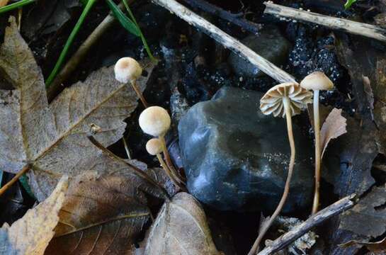 Plancia ëd Gymnopus quercophilus (Pouzar) Antonín & Noordel. 2008