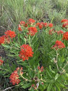 Image of butterfly milkweed