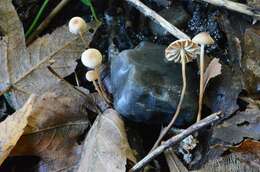 Sivun Gymnopus quercophilus (Pouzar) Antonín & Noordel. 2008 kuva