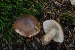 Image of Tricholoma ustale (Fr.) P. Kumm. 1871