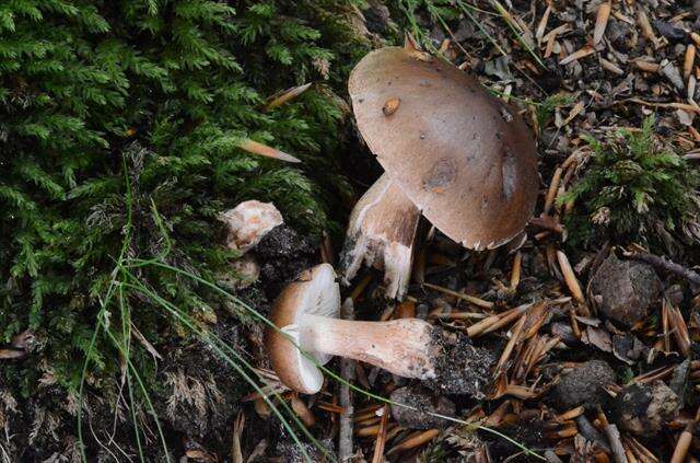 Image of Tricholoma ustale (Fr.) P. Kumm. 1871