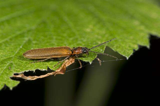 Image of <i>Denticollis linearis</i>