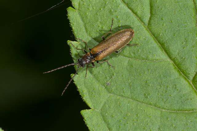 Image of <i>Denticollis linearis</i>