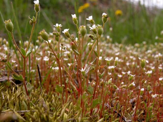 Imagem de Saxifraga