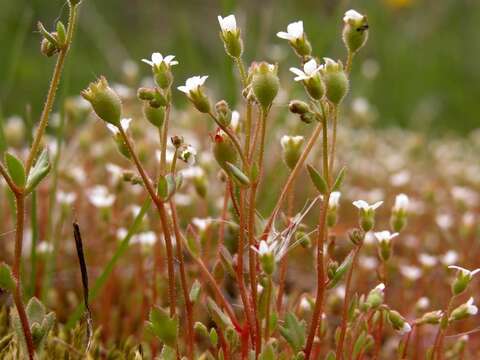 Image of saxifrage