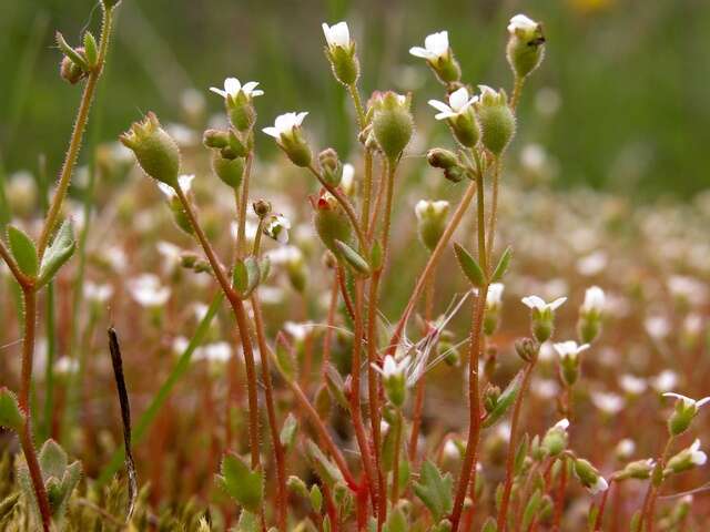 Imagem de Saxifraga