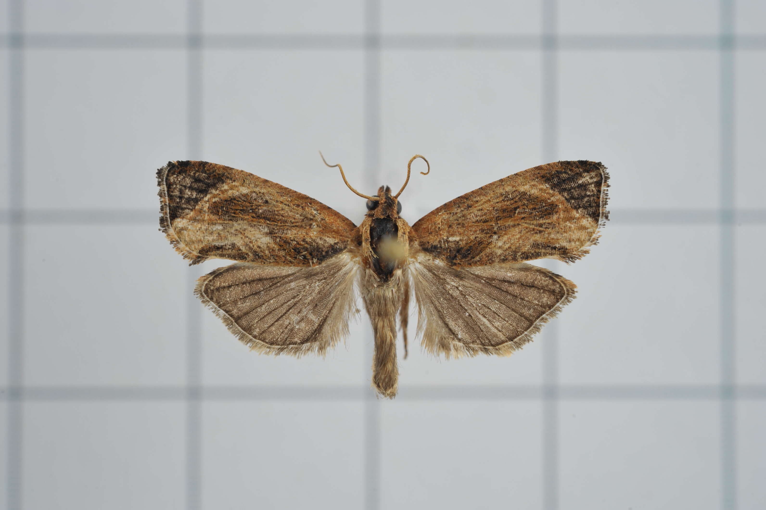 Image of Cryptophlebia repletana Walker 1863