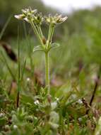 Image of mouse-ear chickweed